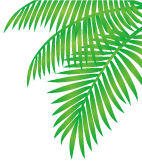 バリ島観光イメージヤシの葉画像