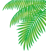 バリ島イメージ・ヤシの木