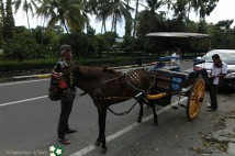 タマツアー専用馬？？ジョグジャの馬車にて疾走！！